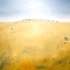 'Millewa', oil on canvas, 120cm x 120cm, sold.