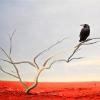 Detail on 'Black crow', 130cm x 50cm, sold.