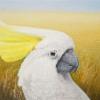 Detail of 'Cocky'.