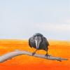 Detail of 'Lone Crow'.